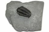 Calymene Niagarensis Trilobite Fossil - New York #357088-1